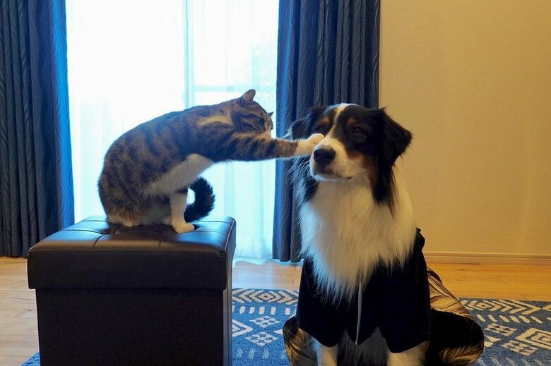 パンチされても大丈夫