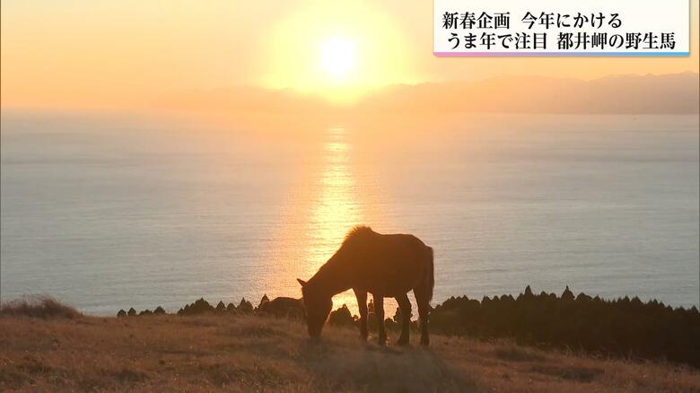 馬と海と太陽