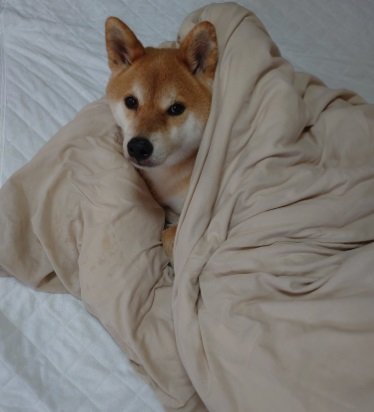 お布団にくるまるテツくん