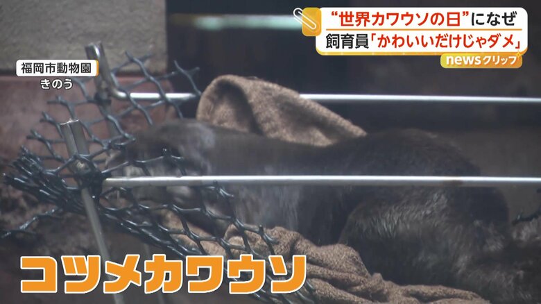 大人も子どももメロメロにする人気者のコツメカワウソ（27日、福岡市）