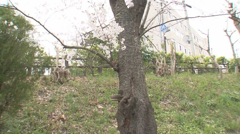 写真に写っていた桜