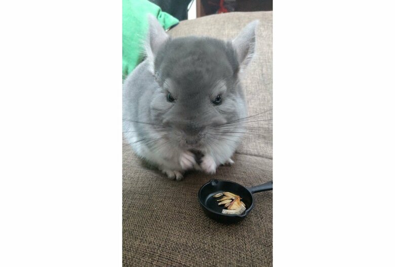 提供：金太郎の日常さん