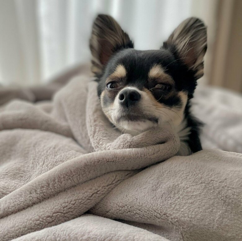 提供：チワワのごまじろーさん