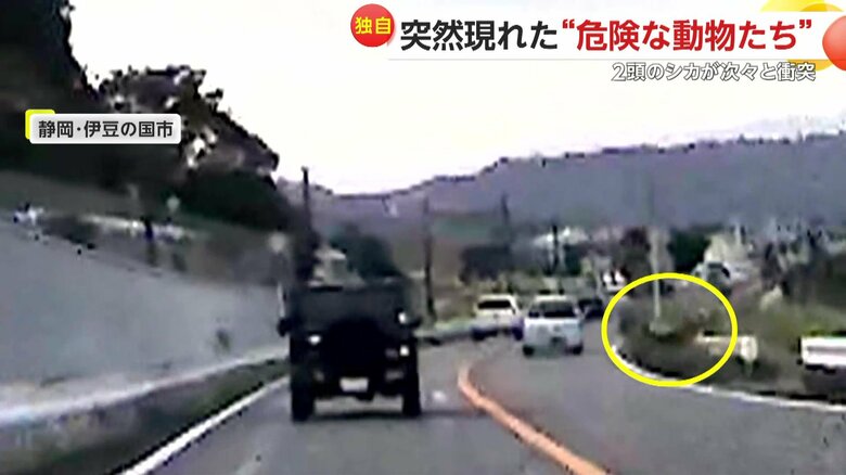 シカ2頭が次々と車にぶつかる瞬間（10日、静岡・伊豆の国市）①