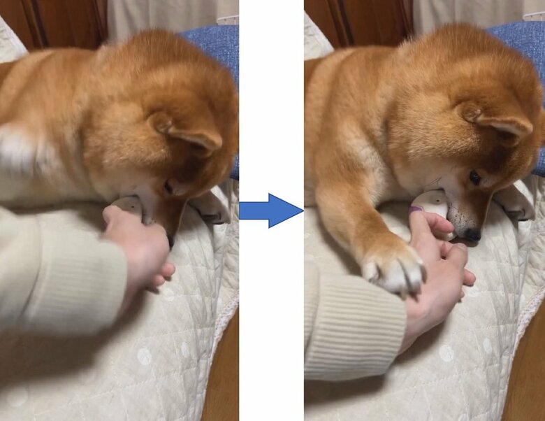 8回目の攻防で飼い主さんの手をバシッとおさえた！