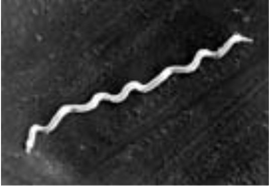 提供：国立感染症研究所