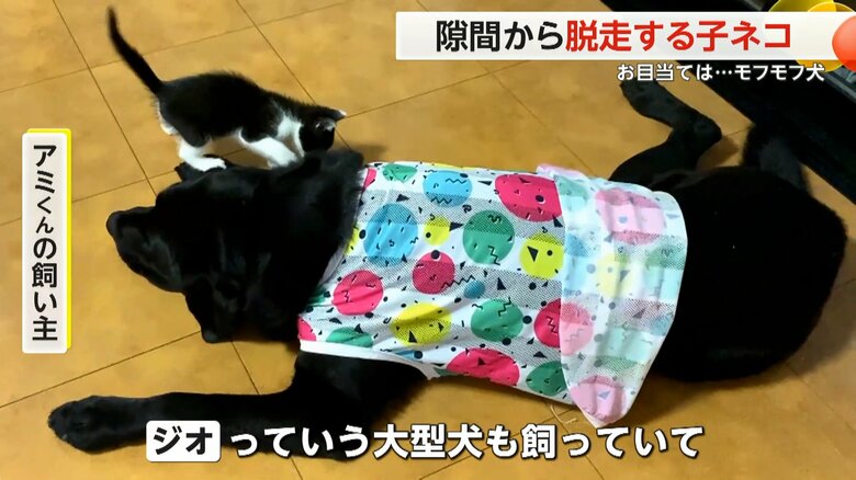 一緒に飼われている大型犬のそばに行きたがって脱走をしていたアミくん