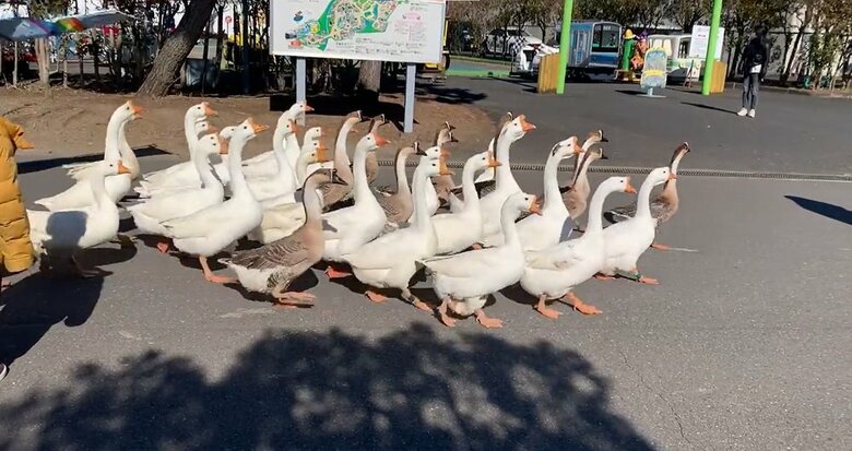 置物の後ろを行くシナガチョウたち（提供：まめさん）