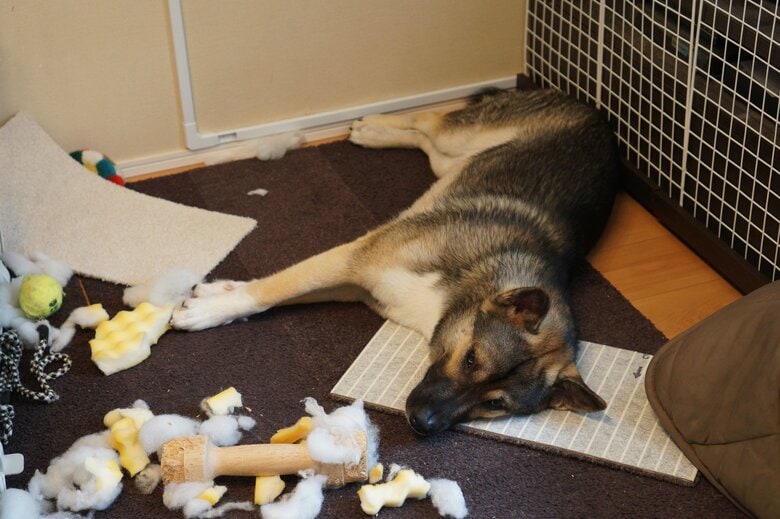 破壊・攻撃行動があれば早めの相談を（画像はイメージ）