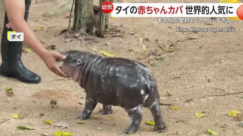 SNSで話題となっているタイの動物園の赤ちゃんカバ