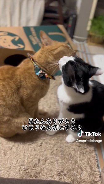 提供：エンとちぃさん