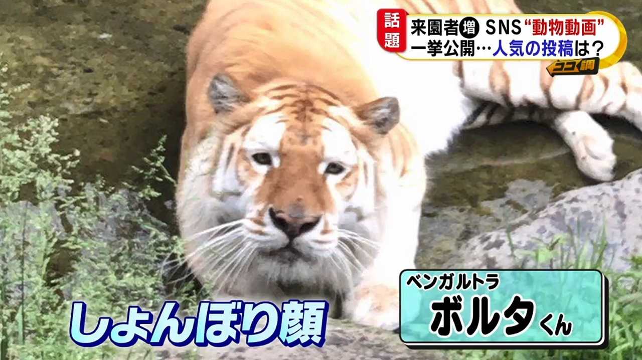 動物園snsのかわいすぎる 動物動画 が超人気 あの 決定的瞬間 はどうやって撮影したの