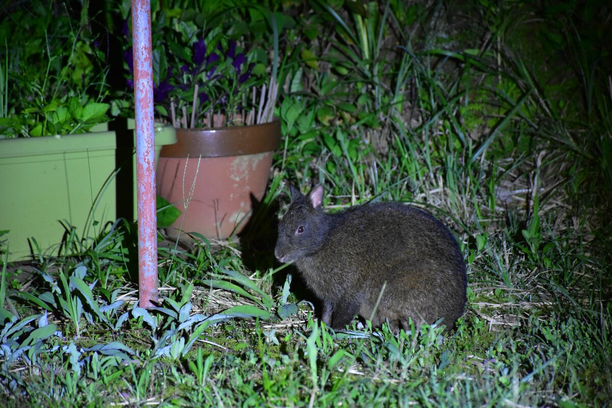 わが家の客はクロウサギ」絶滅危惧種の“アマミノクロウサギ”の