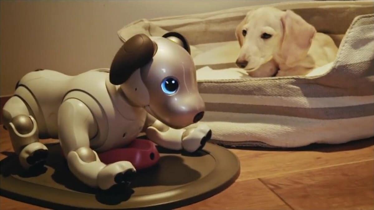 noncomprehensive 【里親募集】SONY aibo アイボ ERS-1000(現在♂） | miniaturetoyshop.com