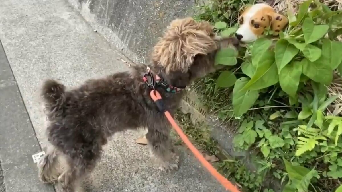 老犬が散歩道で恋したのは セトモノの犬 叶わぬ恋でも闘病の 活力 に 飼い主に状況を聞いた