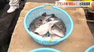 ブランド魚「敦賀ふぐ」出荷が最盛期　冬の味覚届ける