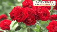 県立農業科学館でバラ見頃　200種類の花咲き誇る　鮮やかな色と華やかな香り楽しんで　秋田・大仙市