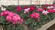 シクラメンの販売が最盛期　盛岡市の農園で約50種類栽培　岩手県　