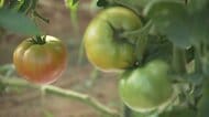 「もう夏野菜は“夏に食べられない野菜”になっていく」“災害猛暑”トマトに打撃　“異常な暑さ”で鉄道運転見合わせも