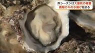 養殖カキ大量死の被害、今季は？さぬき市の志度湾で養殖カキの水揚げ始まる　焼きガキ提供も復活へ【香川】