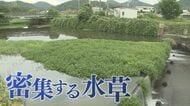 茎の一部残れば増殖…海水でも枯れない「地球上最悪」侵略的植物　川から田んぼに入れば米収穫できない恐れも