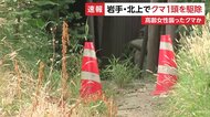 住宅地近くにいたクマ1頭を駆除　死亡女性を襲ったクマと同一か　DNA鑑定へ　岩手県