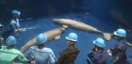 シロイルカ２頭がお引越し　秋にはパフォーマンス披露できるか　しまね海洋館アクアス【広島発しまね情報】