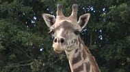 【絶滅危惧種】平川動物公園に新たにメスのマサイキリン　命つなぐ取り組み　鹿児島