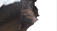 去年同時期と比べ200頭↑新潟県内の“イノシシ捕獲数”過去最多で推移 人身被害多発する降雪期…人里への出没に注意