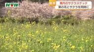 サクラと菜の花の競演　入学・入園の記念撮影のスポットにも　しまばら火張山花公園　夜はライトアップ