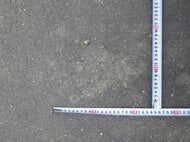 【ヒグマ速報】道路に幅約15センチのクマの足跡_デントコーンなどなぎ倒される_町内の牧場では10日に飼育中のヤギが襲われる被害も〈北海道八雲町〉