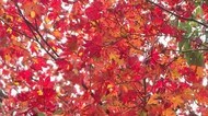 渓谷の紅葉で秋を実感 島根県西部を代表する紅葉スポット匹見峡も鮮やかに染まる(益田市)