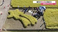 「星形アート」に植えられた「星空舞」を園児が刈り取り ブランド米に親しんで(鳥取市)