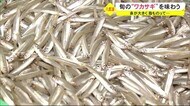 全国3位の漁獲量 旬の“ワカサギ”を味わう 秋田・潟上市