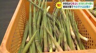 中学生が伝統の「ネマガリダケ狩り」 2時間で140キロ! 新型コロナの影響で2年ぶり
