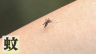 夏のやっかいもの「蚊」   実は暑さが和らぐ秋口に注意が必要   かゆみだけでなく感染症の原因にも   世界では年間60万人が死亡 【福岡発】