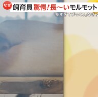 「びよーんと伸びて」飼育員も驚愕の“リラックス姿” 体長20cmほどのモルモットが30~35cmに 静岡・浜松市動物園