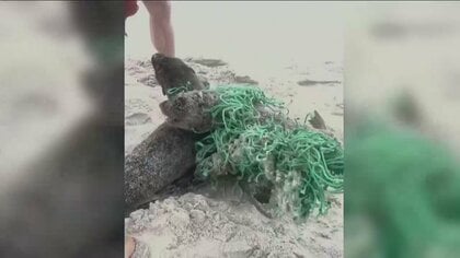 赤ちゃんオットセイ2匹を救出　捨てられたゴミに絡まり身動きとれず　海に戻り身を寄せ合う姿に感動の声も　南アフリカ