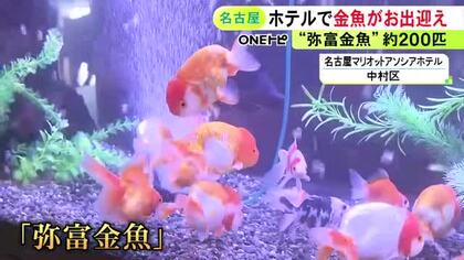 ランチュウや黒出目金など…名古屋マリオットアソシアホテルに“弥富金魚”が約200匹 浮世絵アートと共に和を演出
