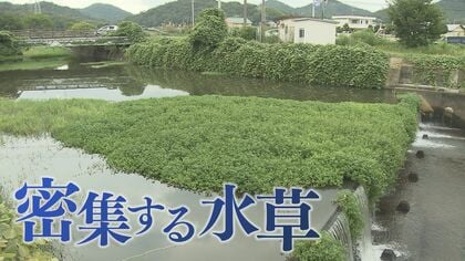 茎の一部残れば増殖…海水でも枯れない「地球上最悪」侵略的植物　川から田んぼに入れば米収穫できない恐れも