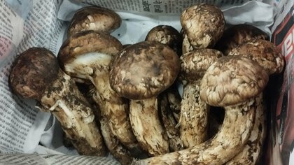 国産に似ている「ブータン産マツタケ」…2023年は値段が国産の約10分の1と割安　現地では人気なく値段安定