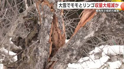 「想定の範囲外」大雪でモモとリンゴの収量、大幅減の見通し　木が雪の重みに耐えられず　秋田・鹿角市
