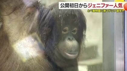 愛くるしい姿に釘付け　砥部の動物園に“嫁入り”オランウータン「ジェニファー」一般公開スタート【愛媛】