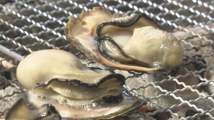 糸島の若い漁師が日本一美味しいカキに挑戦 “波のゆりかご”活用する新たな養殖法 臭みなく味は格別 【福岡発】