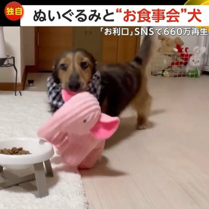 ぬいぐるみと“お食事会” 必ず並んで一緒にご飯　食が細くなった愛犬に…きっかけは飼い主の“愛”
