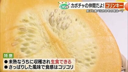 レモン色の不思議なカボチャ「コリンキー」が松山で注目！皮ごと食べられる「コリコリ」食感と栄養価の高さが魅力【愛媛発】