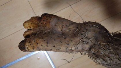 呼ばれて見に行くと、そこにあったのは“足”だった…掘り上げられた「足みたいな長イモ」がリアルすぎて家族騒然＆大爆笑【宮城発】