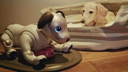 一緒に暮らせなくなった「aibo」が新たな場で活躍？ソニーが「里親プログラム」を開始…反響を聞いた