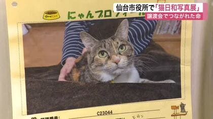 譲渡された猫たちの幸せな日常を展示「猫日和写真展」　殺処分ゼロを目指し譲渡を啓発〈仙台市〉