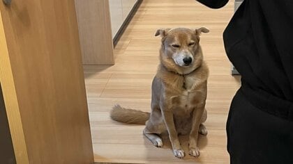「寝て待ってればいいのに」就寝準備中の飼い主についてきて“ショボショボ顔”になる犬が健気…いつものことなのか聞いた